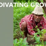Cultivating Growth: Centre's Model Rules to Streamline Agroforestry and Boost Farmer Incomes
